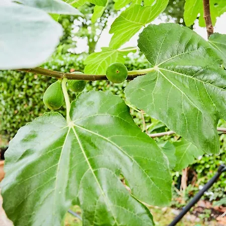 Oda ve Kahvaltı Treehouse Duivendrecht