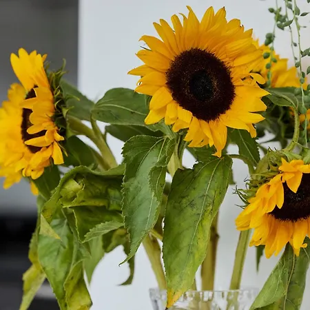 Gasthuis Treehouse 4*